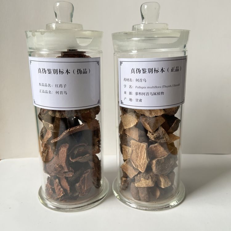 何首烏真偽鑒別標本